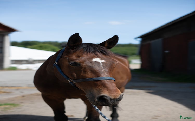  medryttarhäst finnes i Tumba - Annons 14