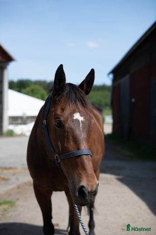 medryttarhäst finnes i Tumba - Annons 14
