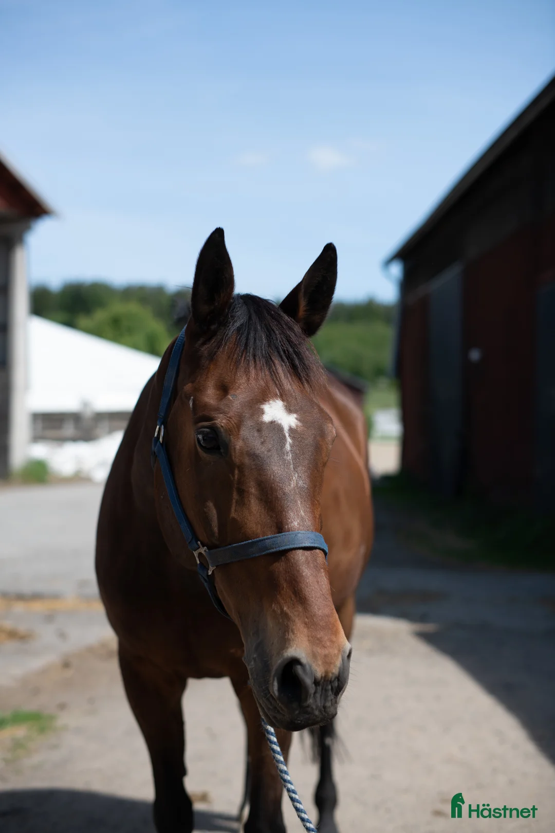  medryttarhäst finnes: Betalande medryttare sökes  - Annons 1