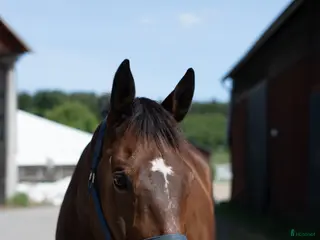 medryttarhäst finnes: Betalande medryttare sökes - Annons 20