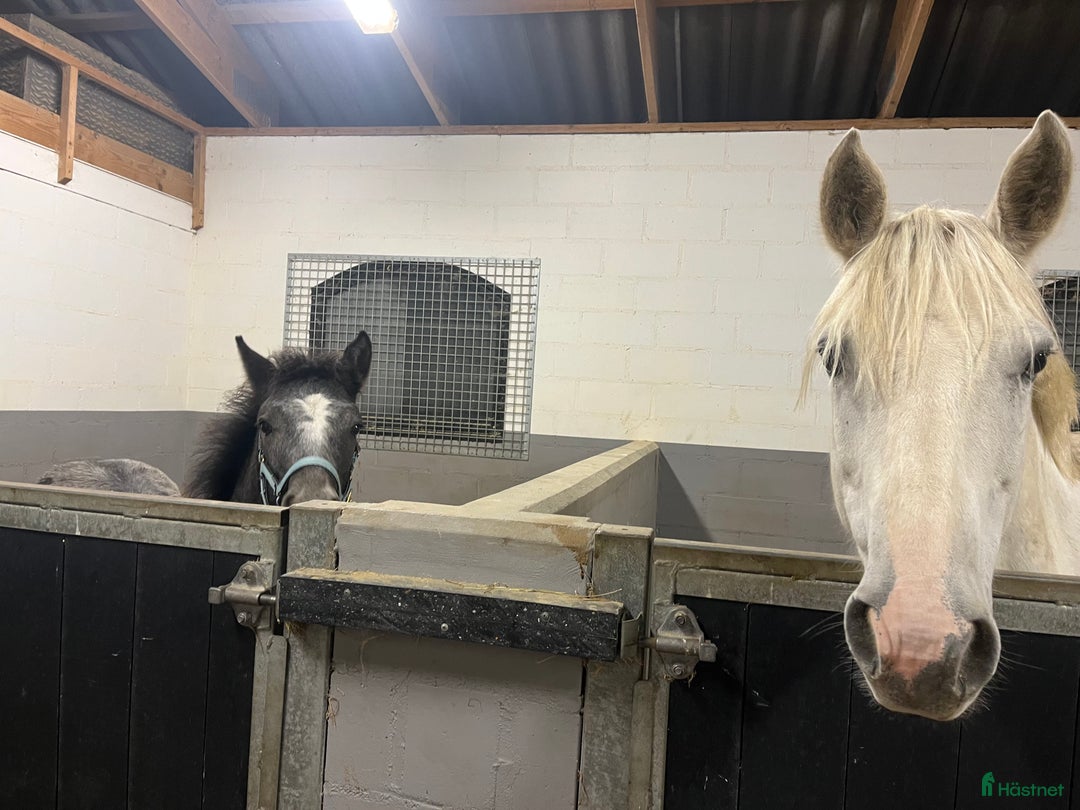 Allround hästar till salu: Välhanterad connemara i Getinge - Annons 7