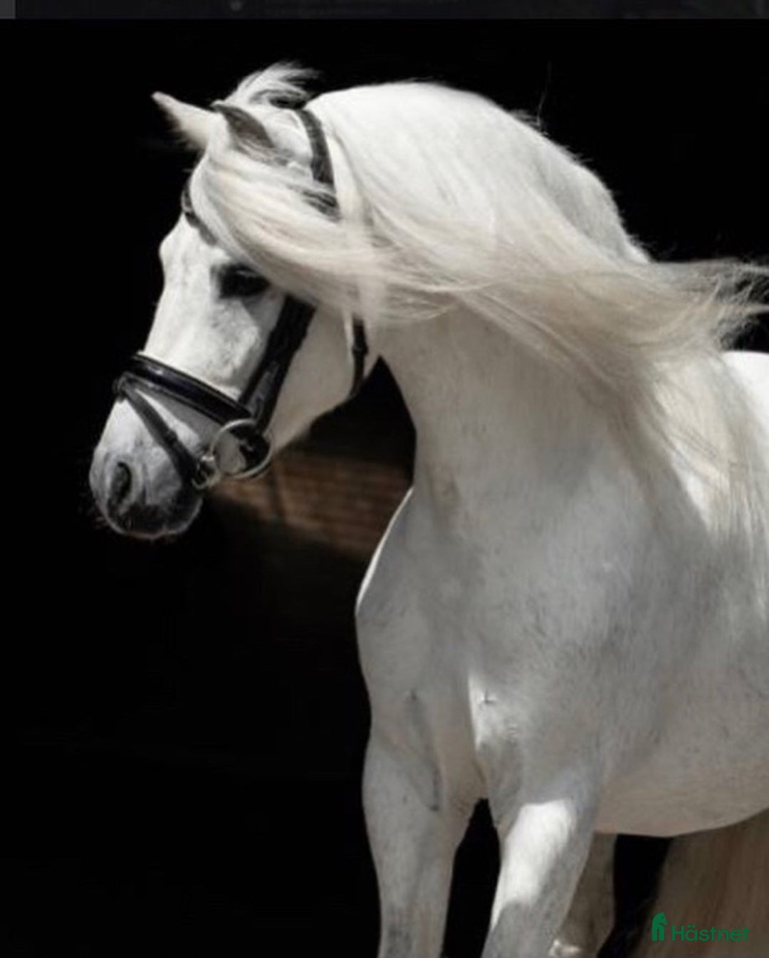 Dressyr hästar till salu: Dream Welsh Pony 10yrs - Annons 2