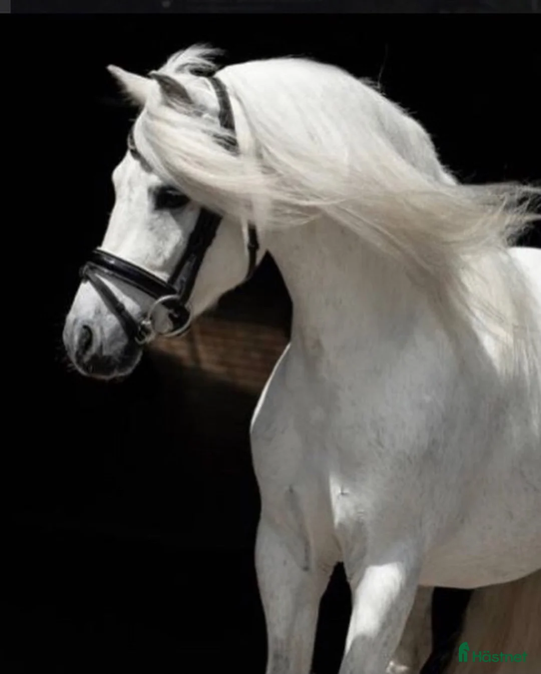 Dressyr hästar till salu: Dream Welsh Pony - Annons 2