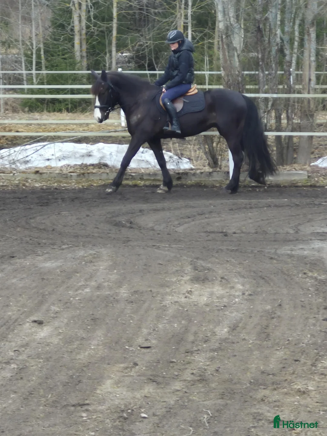 Allround hästar till salu: Vackert kallblod med potential  - Annons 4