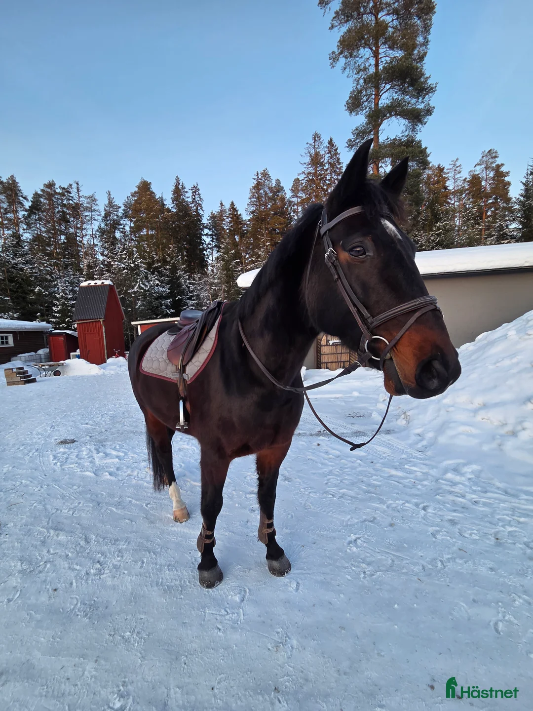 Allround hästar till salu: Fantastisk Snygg & Trygg SWB, Tanthäst/Mor dotter  i Sandviken - Annons 2