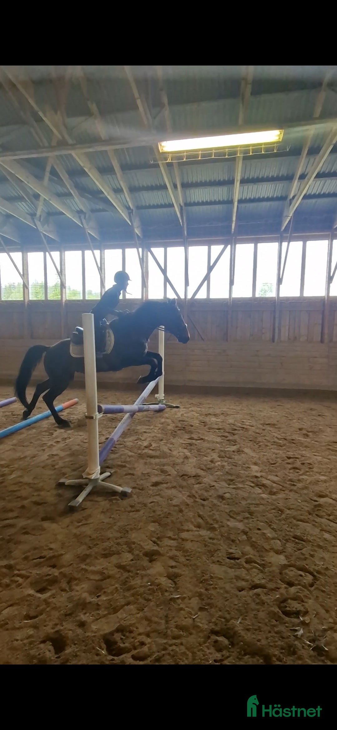 Allround hästar till salu: Världens snällaste kille  i Gränna - Annons 4