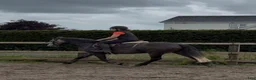 Allround hästar till salu: Beautiful Connemara mare - Annons 4