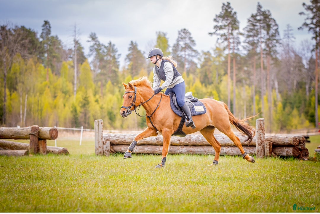 Allround hästar till salu: Allroundponny med stor personlighet❤️ i Huddinge - Annons 2