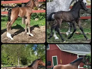 hästar Unghästar i olika åldrar - Annons 17