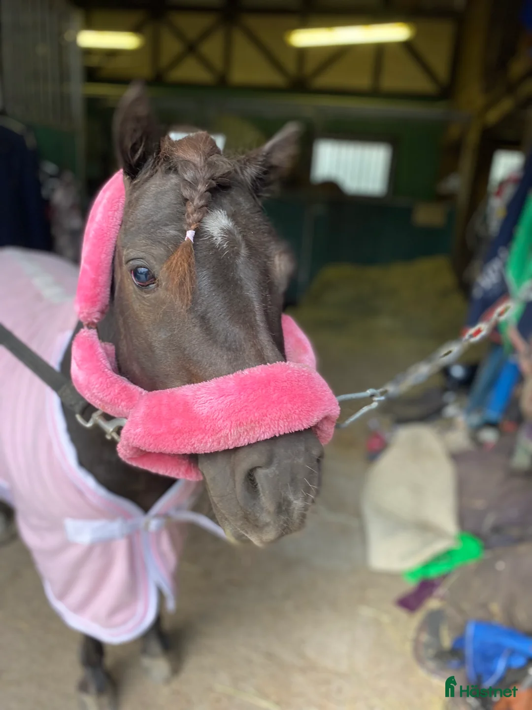 Trav hästar till salu: Läromästare  i Nybro - Annons 4