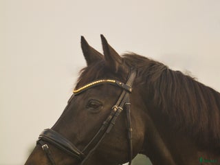 Hästinspirerad heminredning övrig utrustning till salu i Helsingborg - Annons 17