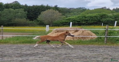  hästar i Stenkullen - Annons 4