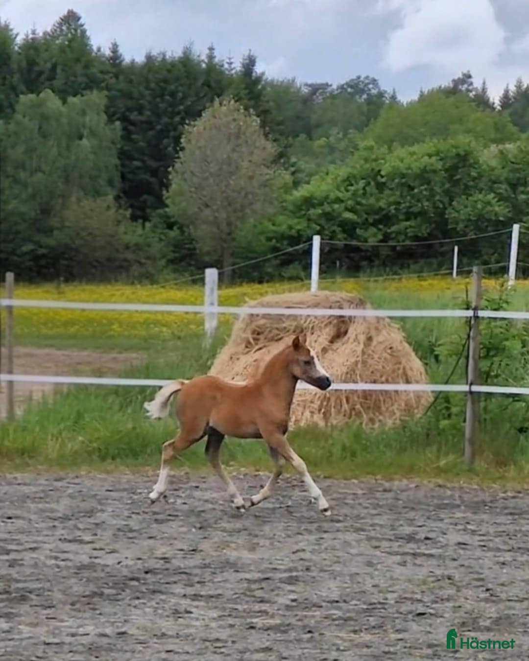 Allround hästar till salu: Framåt welsh mountainkille i Stenkullen - Annons 3