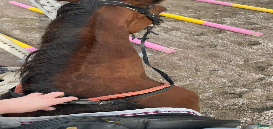 Galleribild {{count}}