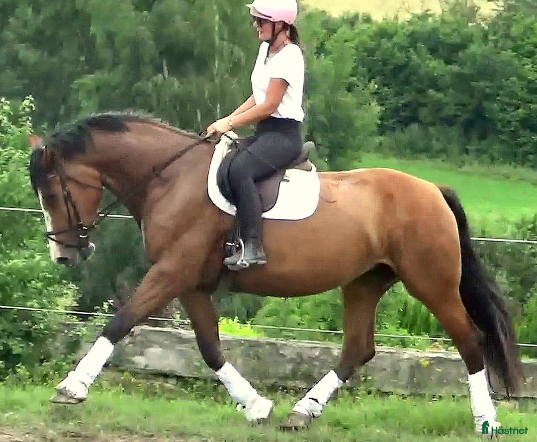 Allround hästar till salu: Talented moving Star for everybody i Örsundsbro - Bild 9