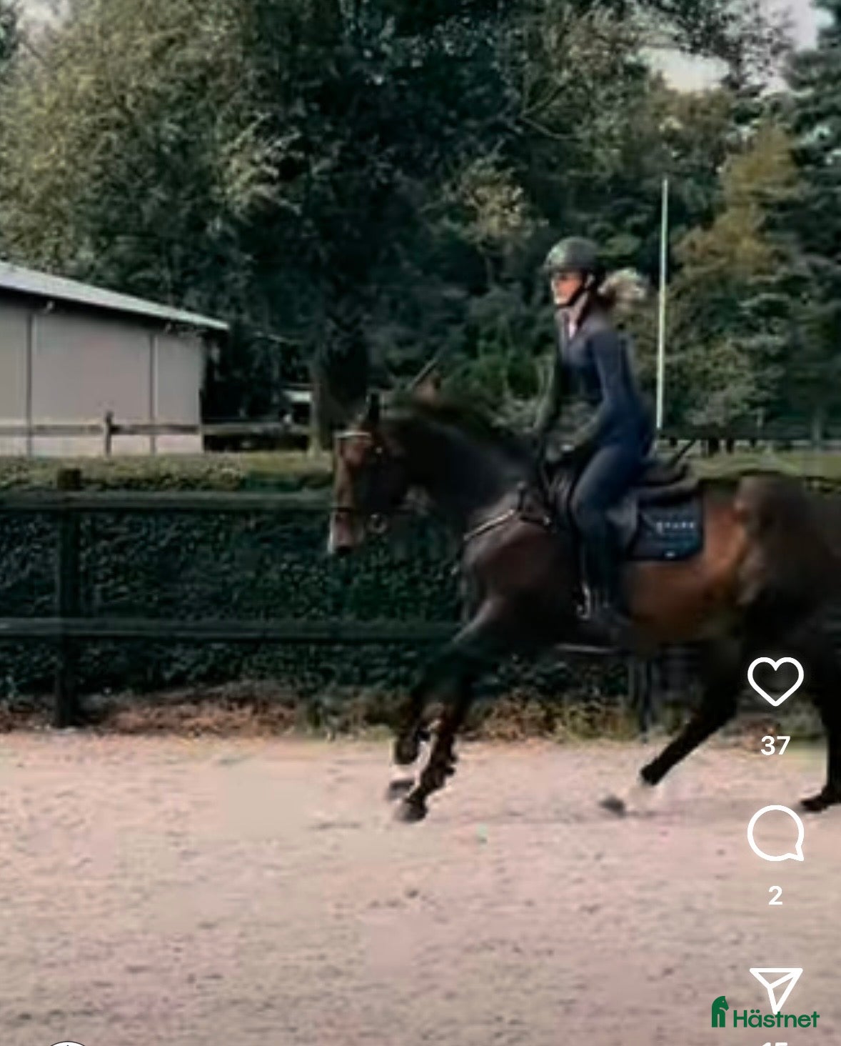  hästar Snäll maxad d ponny - Annons 1