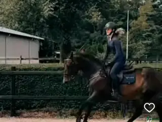 hästar Snäll maxad d ponny - Annons 1