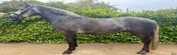 Allround hästar till salu: Irish riding ponies - Annons 4