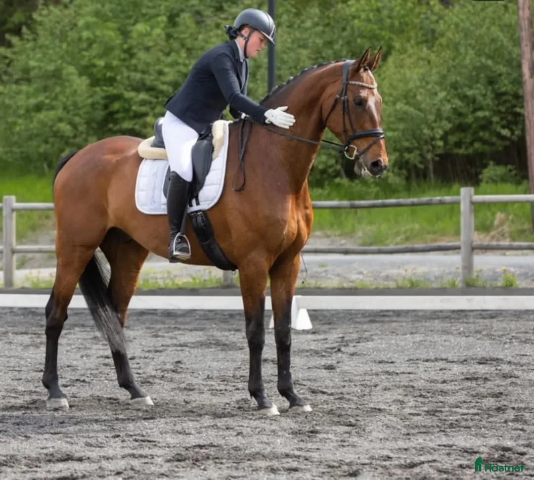 Dressyr hästar till salu: Høyreist dressurhest (Inter 1) i Halden - Annons 6
