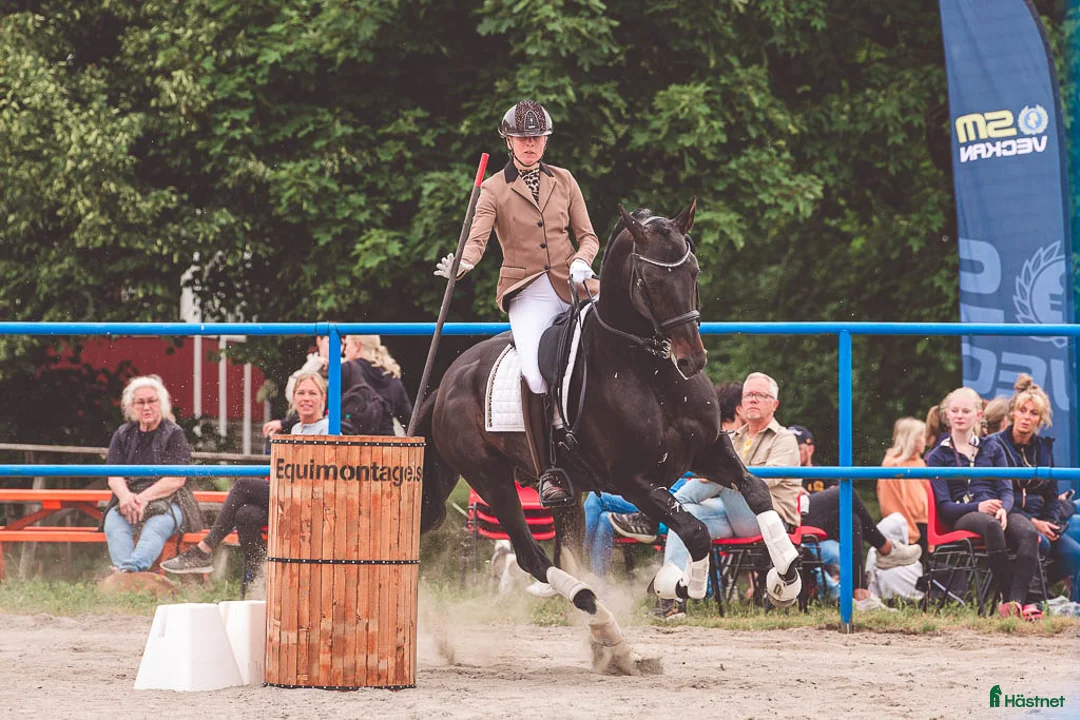 Working Equitation hästar till salu: Sänkt pris! Working Equitation/Dressyrhäst - Annons 4