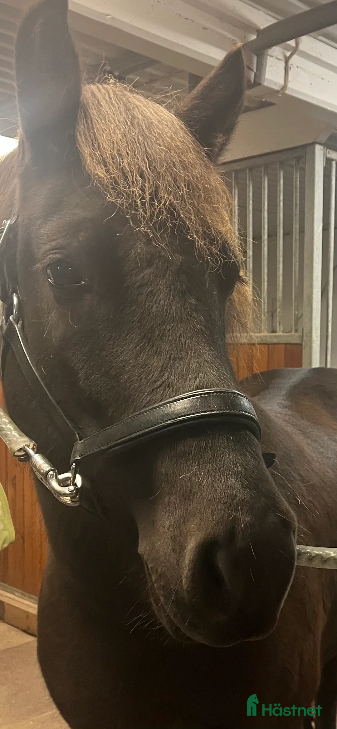 Island hästar till salu: Sto född 2021 söker nytt hem i Mjölby - Annons 4