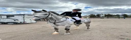 Hoppning hästar till salu: 8-årig SWB valack e. Ike – Almero Gii - Annons 3