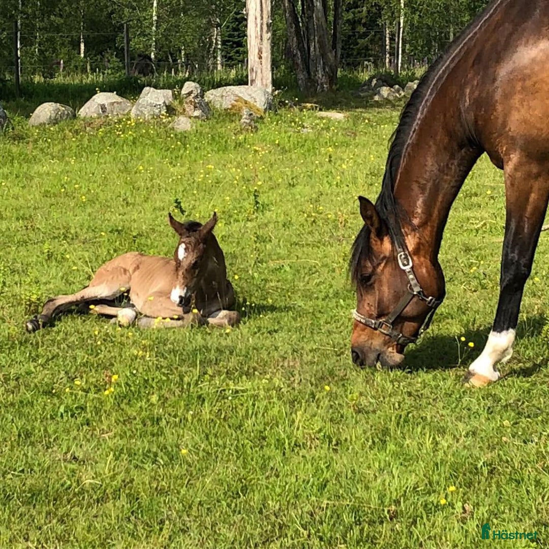 Hoppning hästar till salu: Din framtida stjärna? i Tidaholm - Annons 4