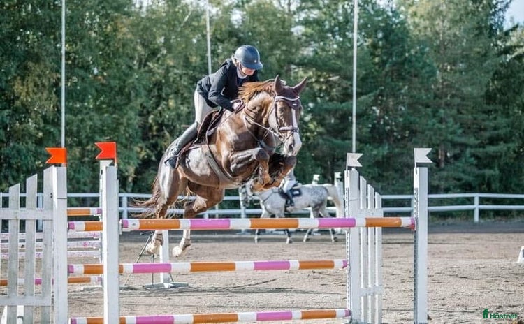  hästar i Luleå - Annons 2