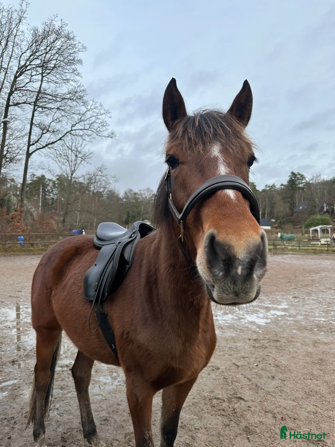  hästservice finnes: Söker hjälp till unghäst i billdal i Kullavik - Annons 2