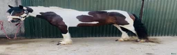 Allround hästar till salu: Coloured D pony - Annons 18