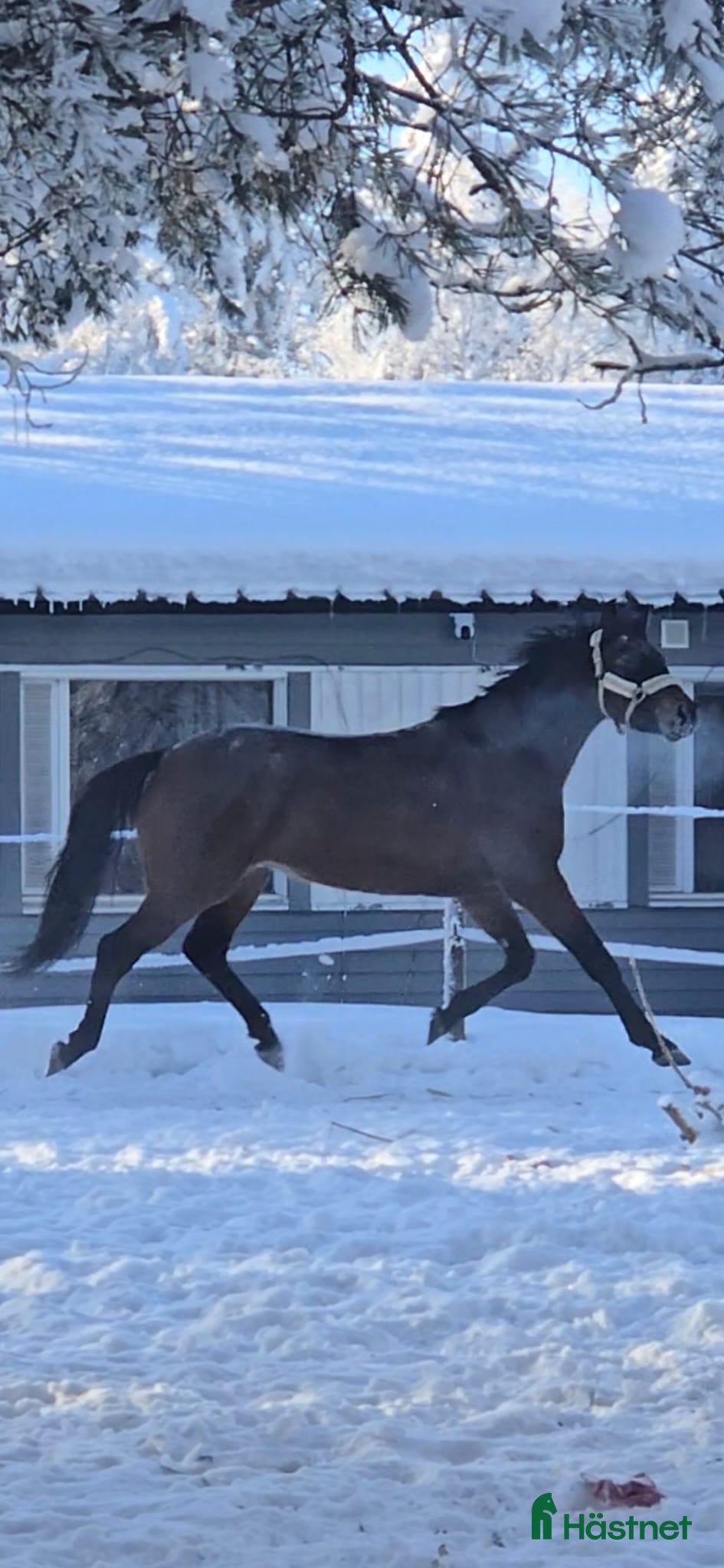  hästar SWB Valack 3år - Annons 1