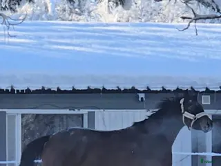 hästar SWB Valack 3år - Annons 1