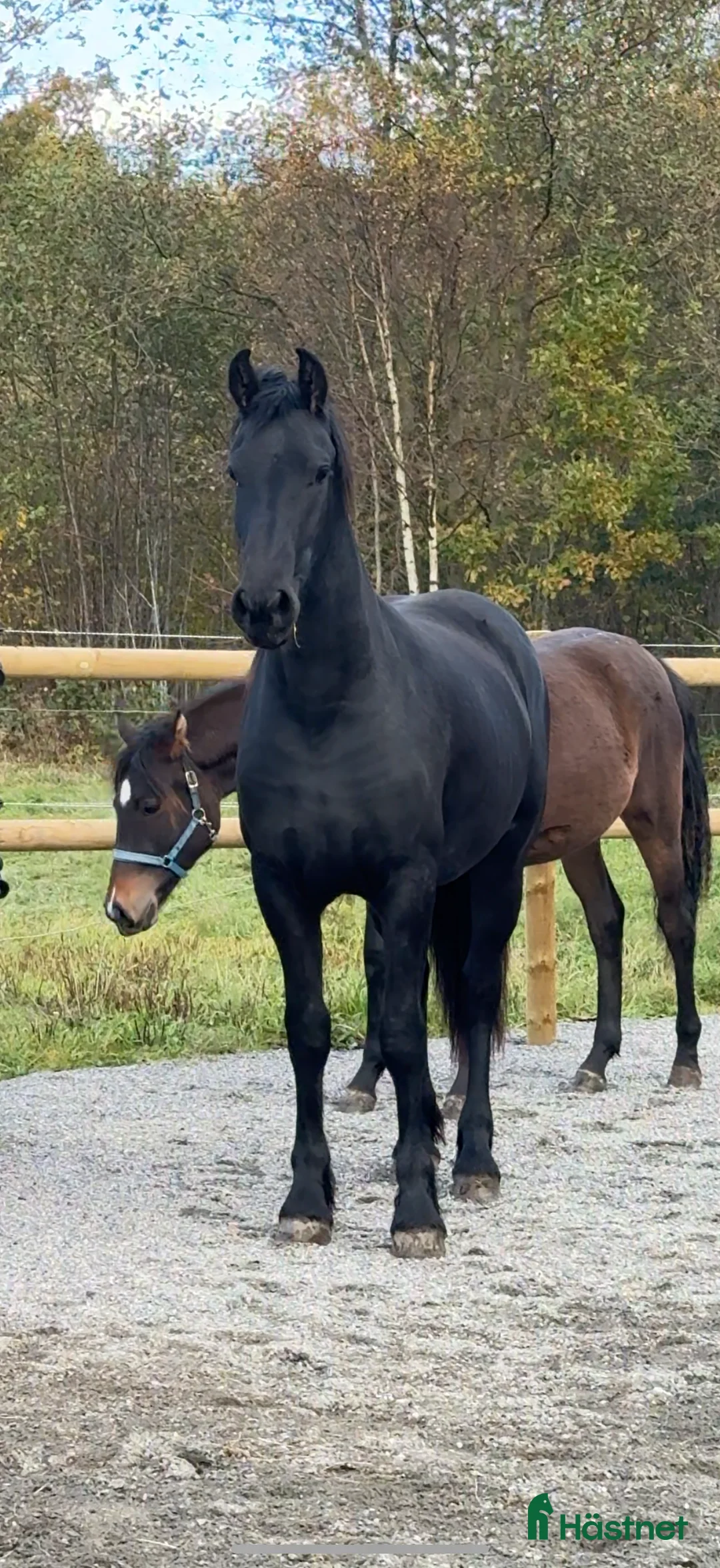Allround hästar till salu: ADORABLE i Tyringe - Annons 2