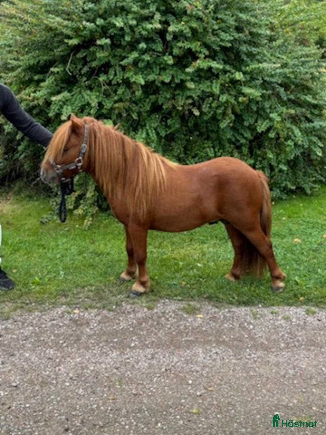 Övrigt hästar till salu: Minishetlandhingst  i Falköping - Annons 6
