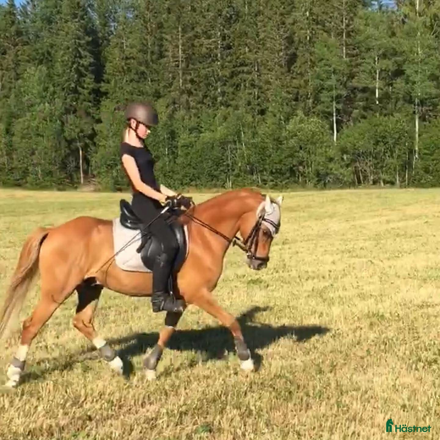  hästar Sveriges absolut vackraste ponnyprins! i Grums - Annons 6