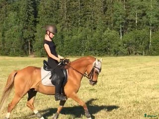 hästar Sveriges absolut vackraste ponnyprins! i Grums - Annons 5