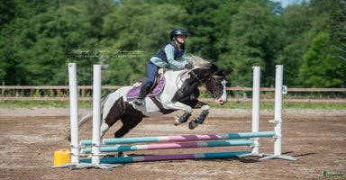  hästar i Riala - Annons 14