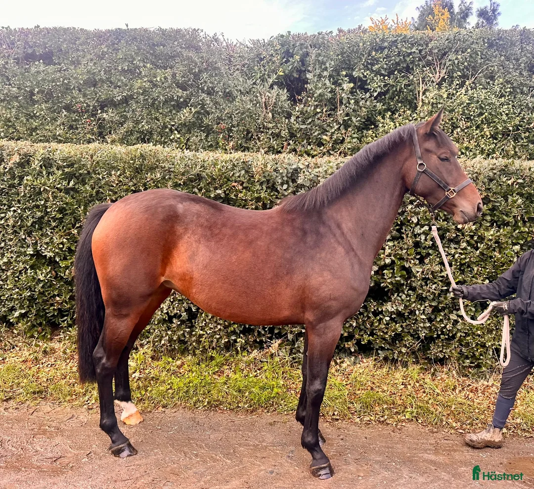 Fälttävlan hästar till salu: Lovande unghäst för fälttävlan/allround - Annons 1