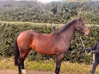 hästar Lovande unghäst för fälttävlan/allround - Annons 1