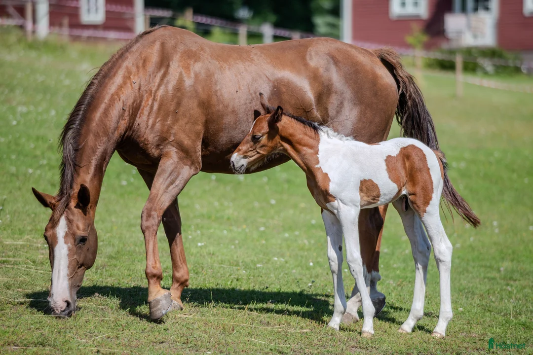 Avelshästar hästar till salu: Hoppstammat sto i Kisa - Annons 1