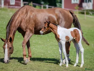 hästar Hoppstammat sto - Annons 1