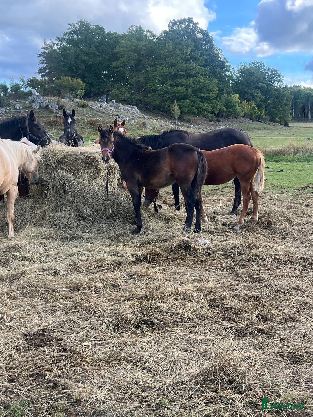 Allround hästar till salu: En framtids stjärna i Åtvidaberg - Annons 4