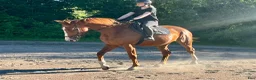 Hoppning hästar till salu: 4 årigt hoppsto - Annons 3