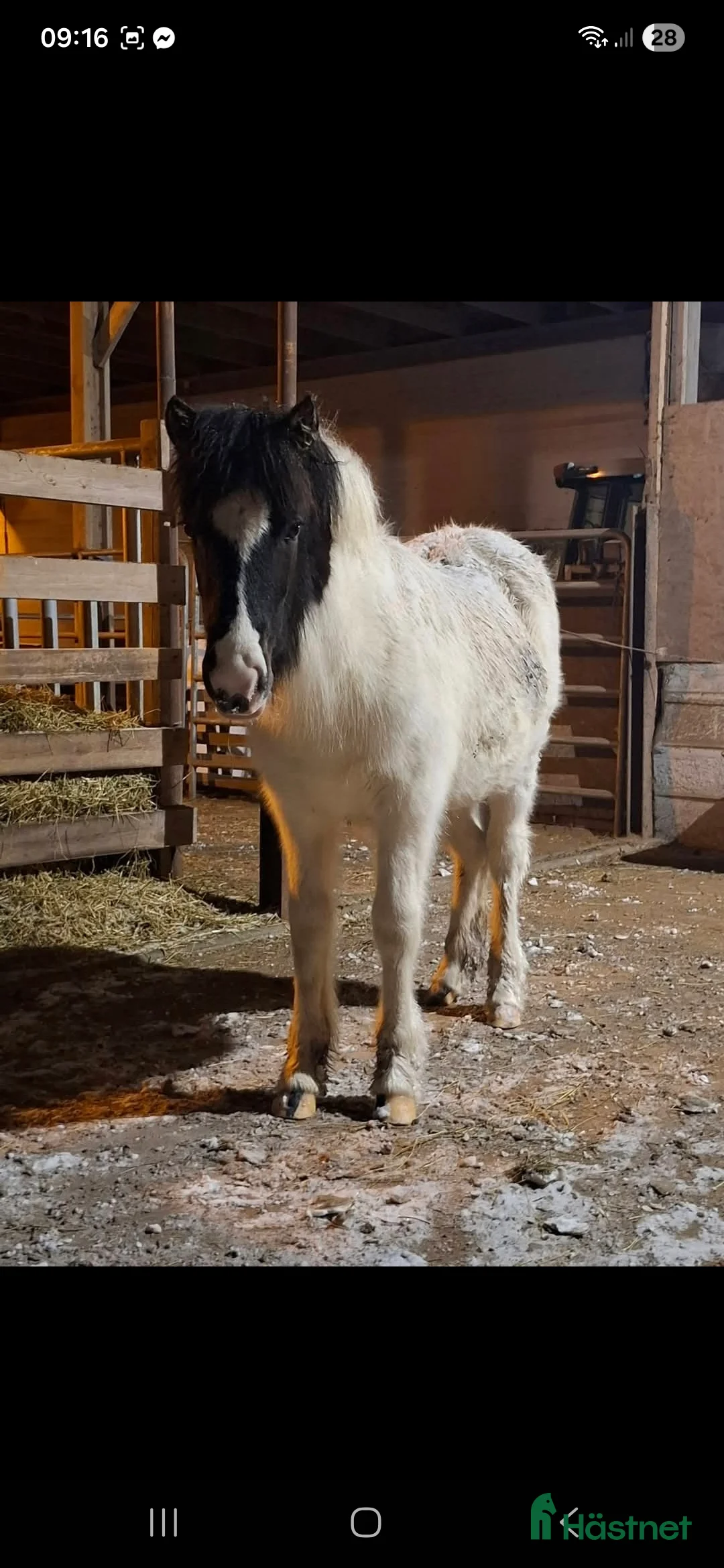 Island hästar till salu: Stoföl efter Toppur frá auðsholtshjáleigu - Annons 3