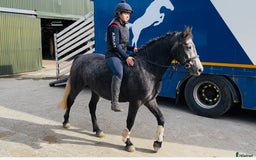 Hoppning hästar till salu: Selection of Irish ponies i Ljungby - Annons 13