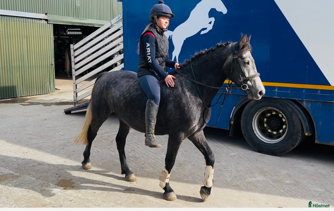 Hoppning hästar till salu: Selection of Irish ponies i Ljungby - Annons 13