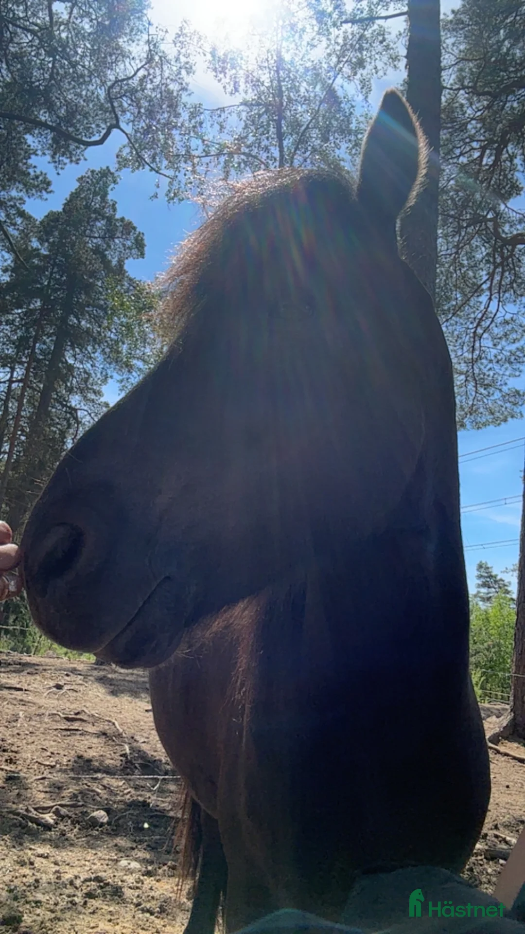  stallplats finnes: Stallplats sökes i Täby/vallentuna - Annons 3