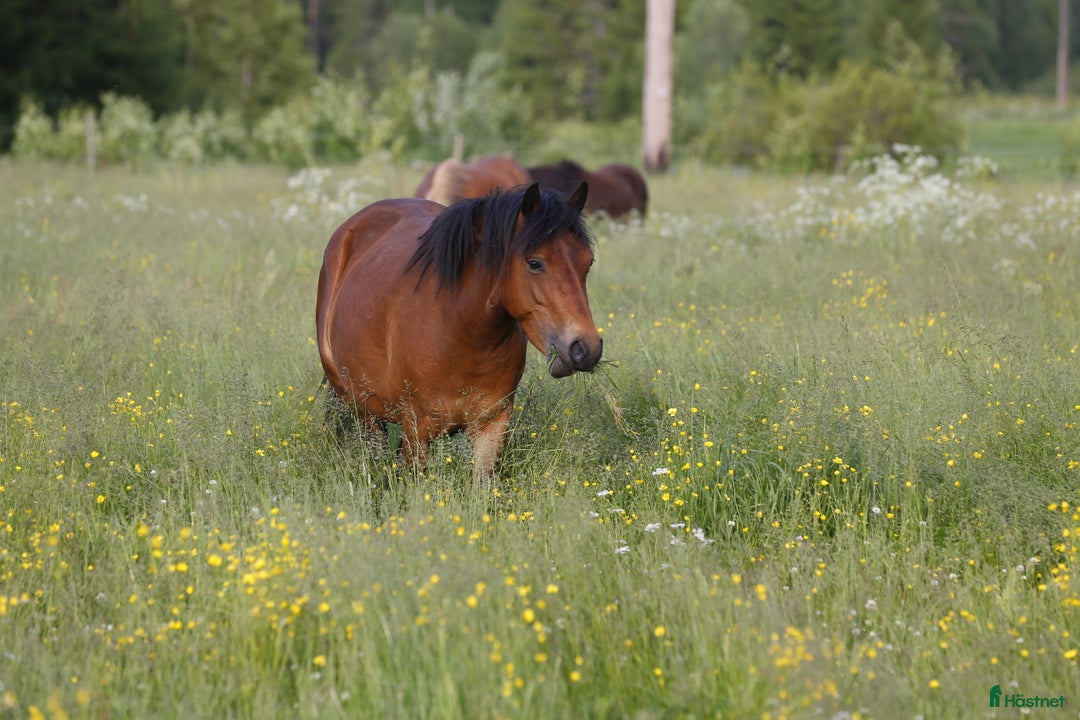 Allround hästar till salu: Ridet russto  i Borlänge - Annons 4