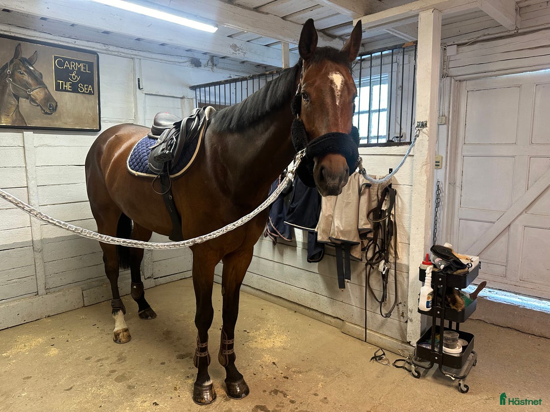  stallplats finnes: Stall uthyres!  i Huddinge - Annons 9