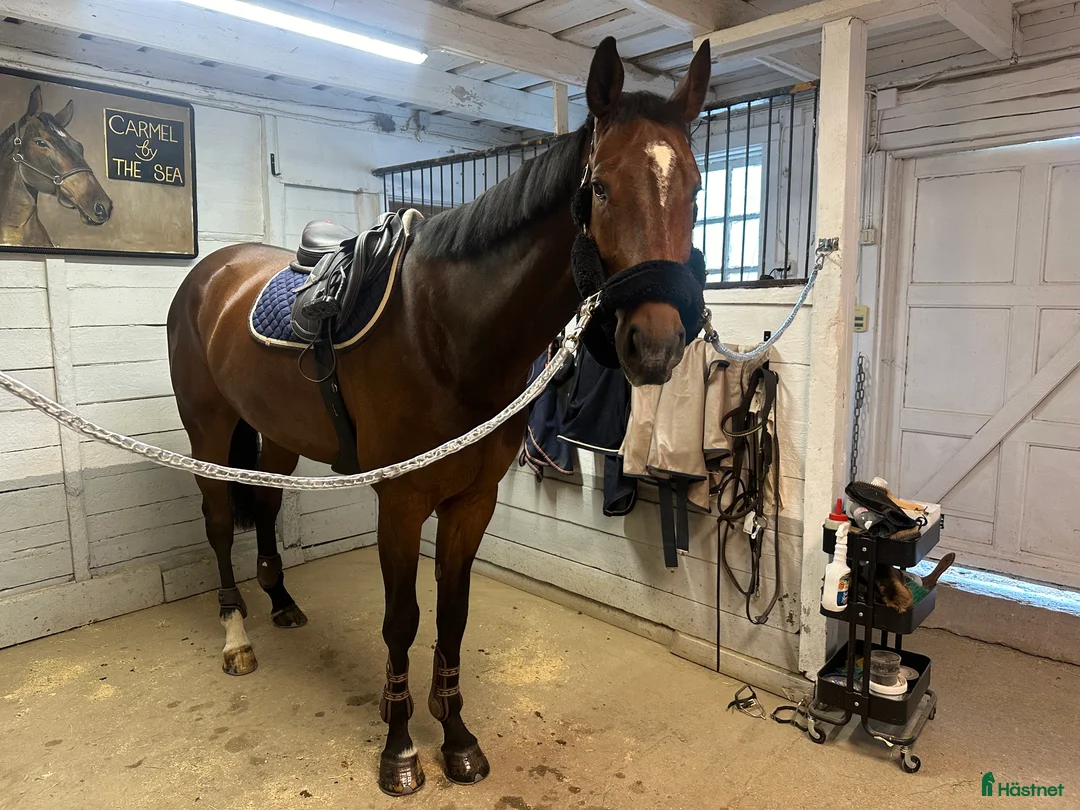  stallplats finnes: Stall uthyres!  i Huddinge - Annons 9